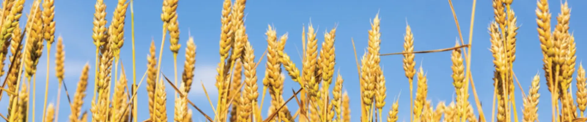 حقل من القمح الناضج